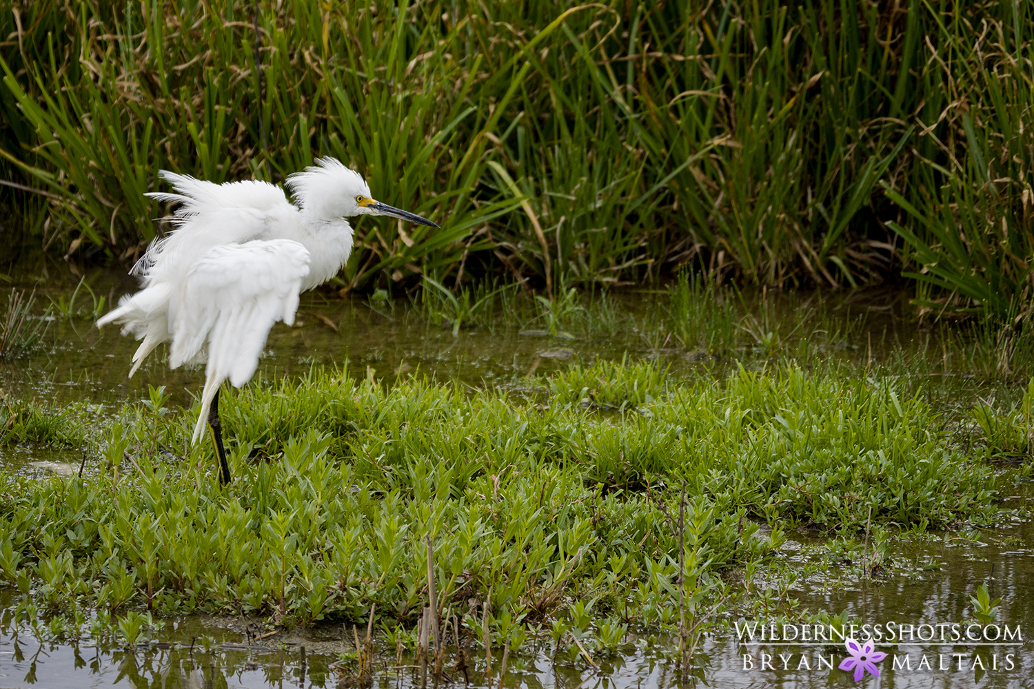 Great Egret Merced Wildlife Refuge CA Photos