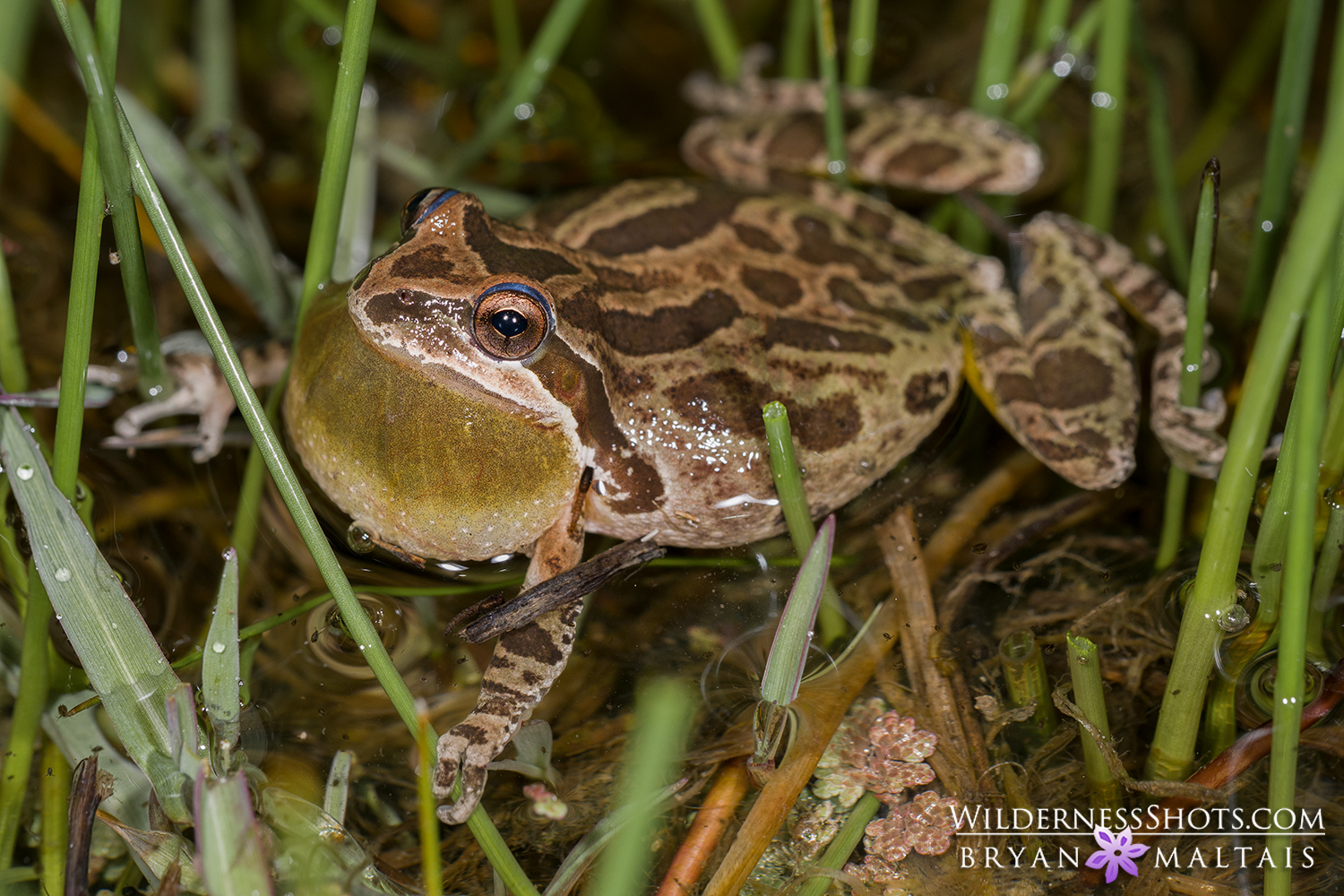 Pacific Chorus Frog California Photos