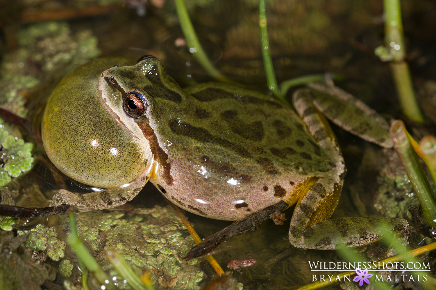 Pacific Chorus Frog Calling California Photos