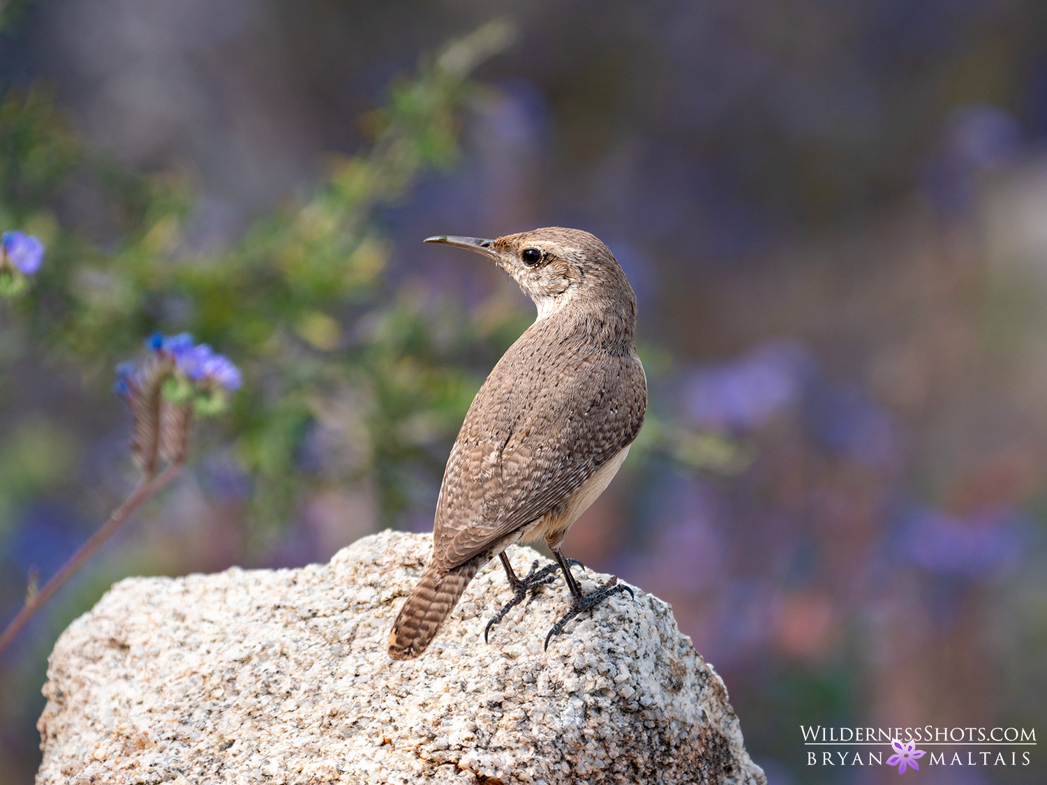 Rock Wren South Mountain Park AZ