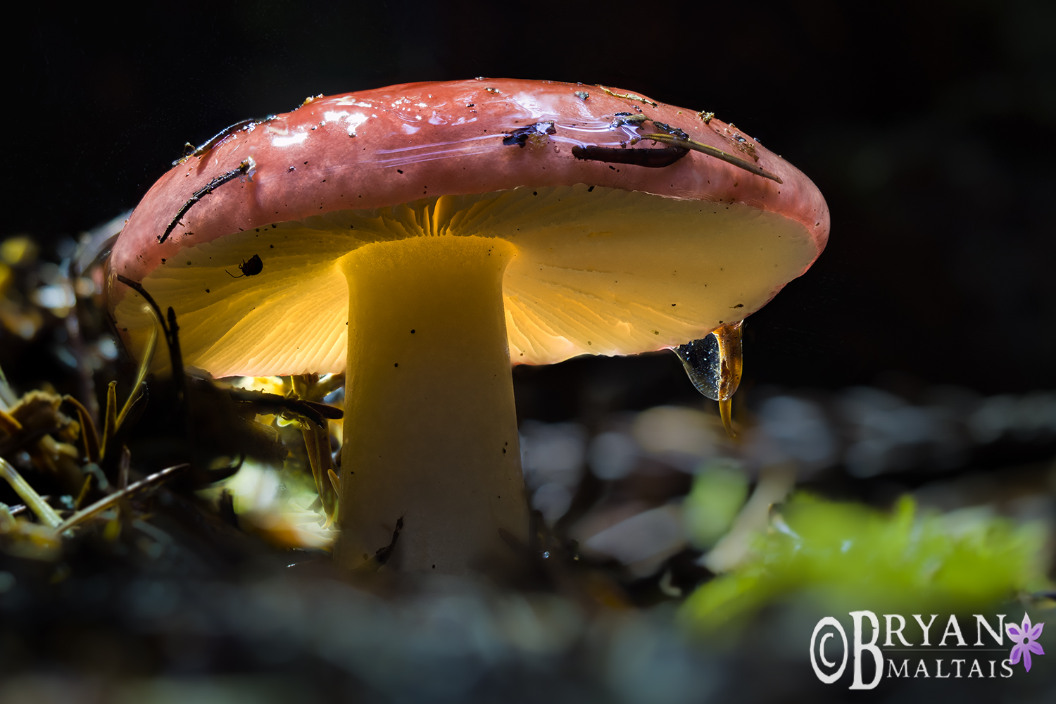 Russula Mushroom Macro Focus Stack California Nature Photos