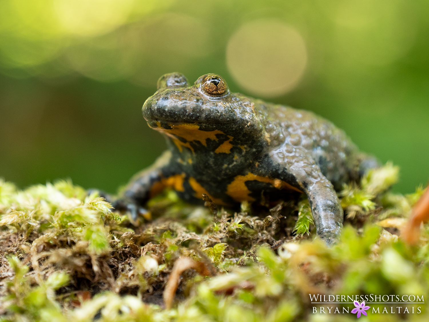 Yellow-belly Toad, Germany