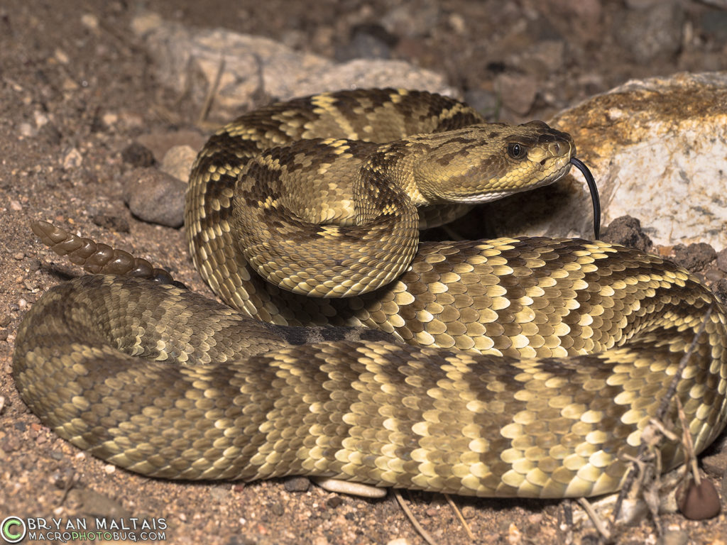 Black-tailed Rattlesnake, Tucson