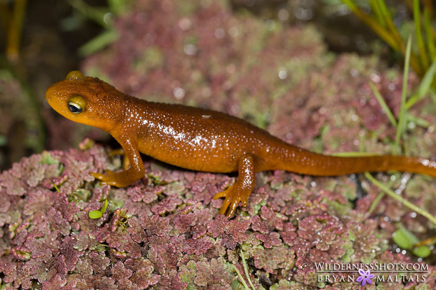 california newt california nature photos