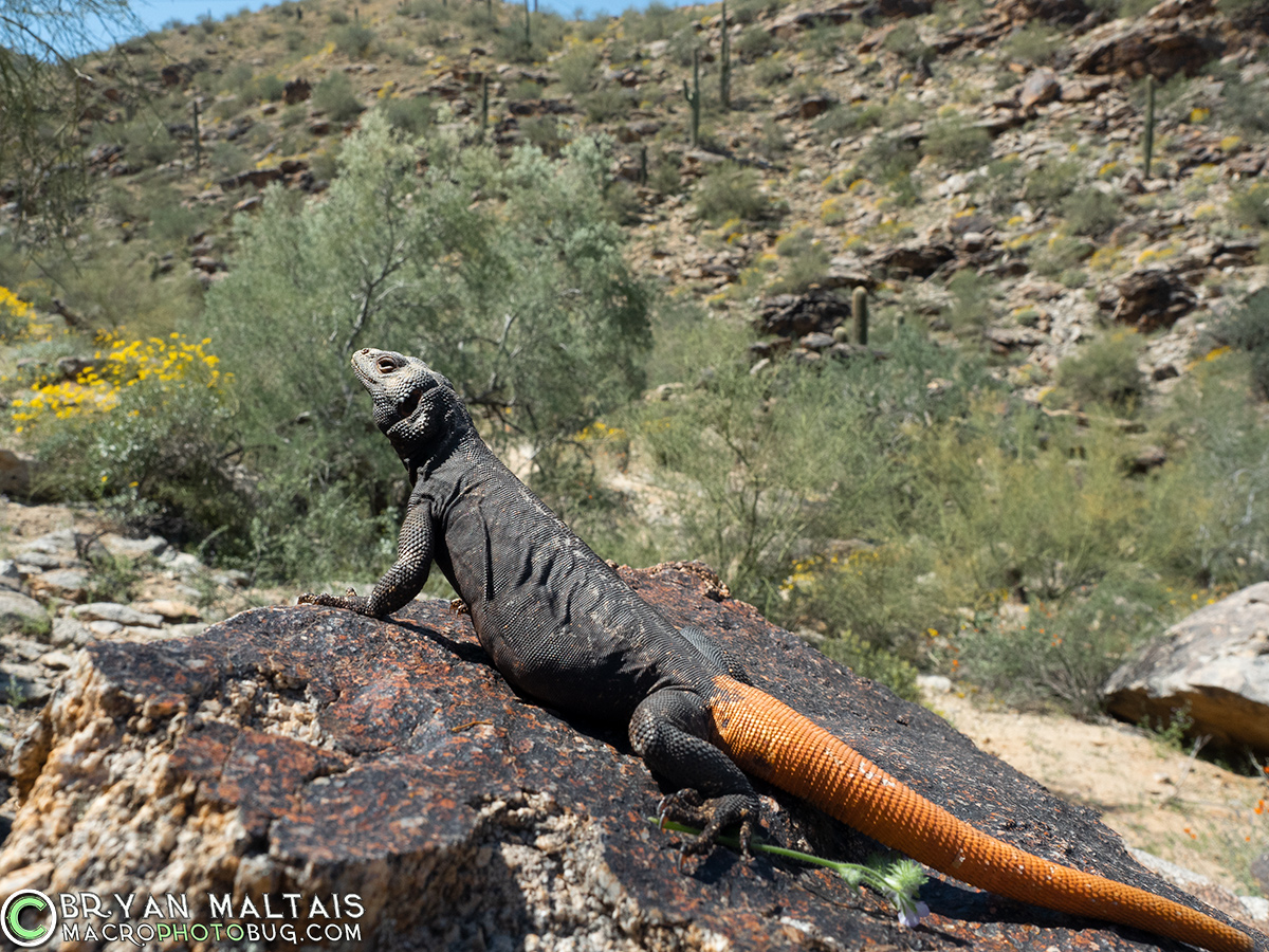 Carrot-tail Chuckwalla in Habitat