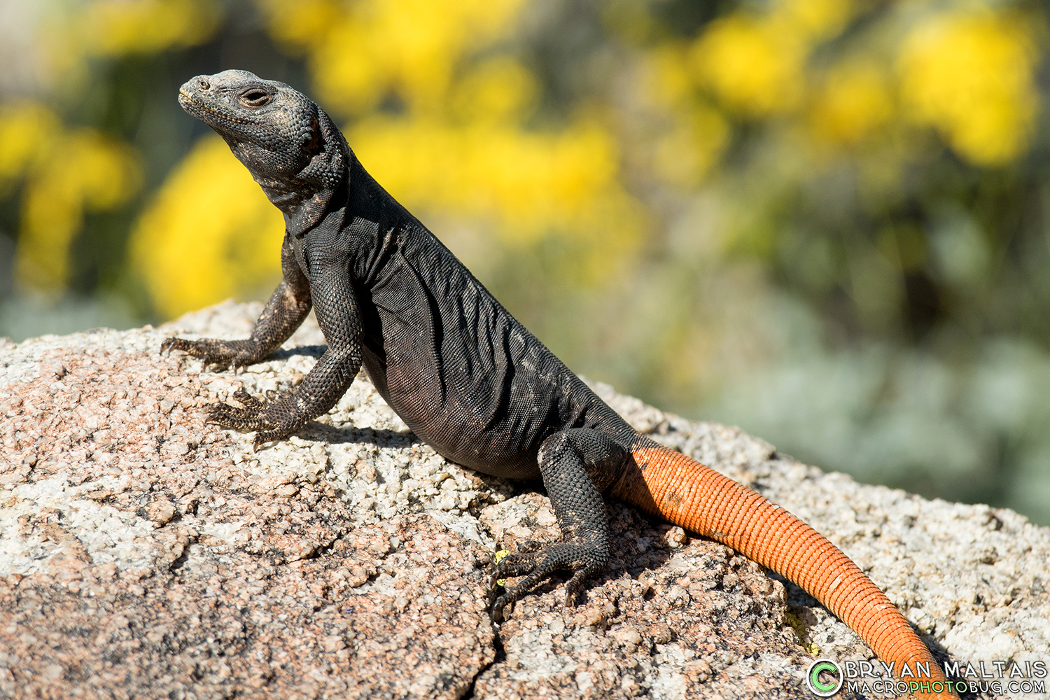 Carrot-tail Chuckwalla