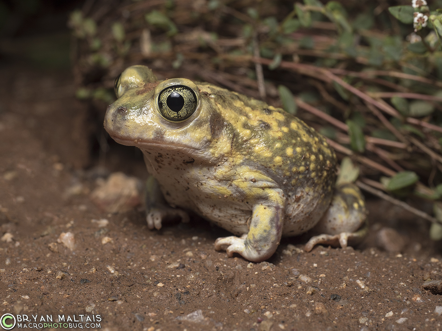 Couchs Spadefoot Toad, Tucson