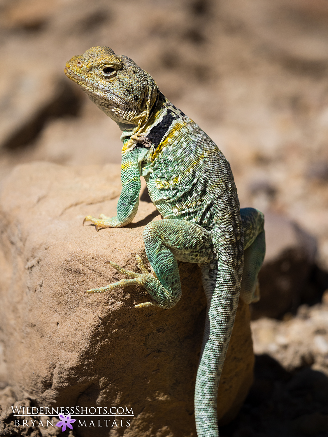 Eastern Collared Lizard Colorado Vertical 3