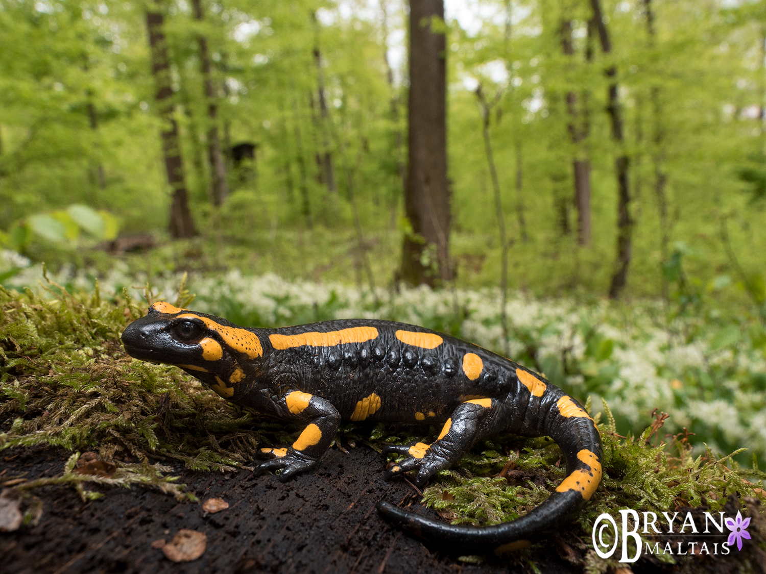 Fire Salamander Germany in habitat amphibian photography