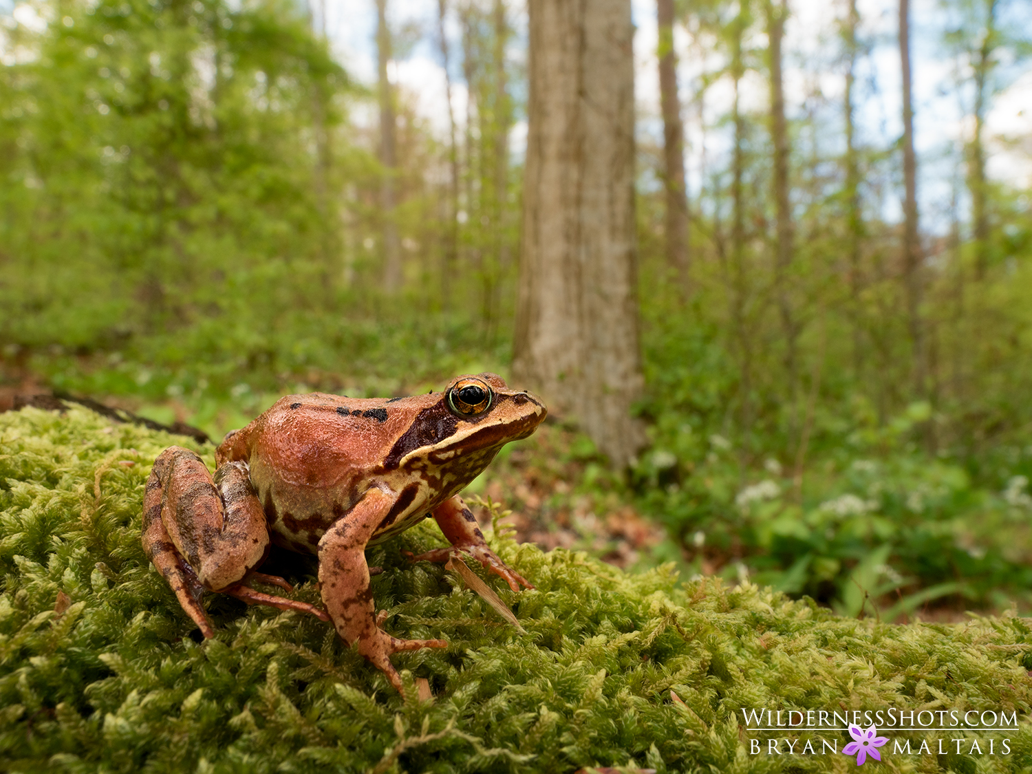 Grass-Frog-Forest-Macro-Photos
