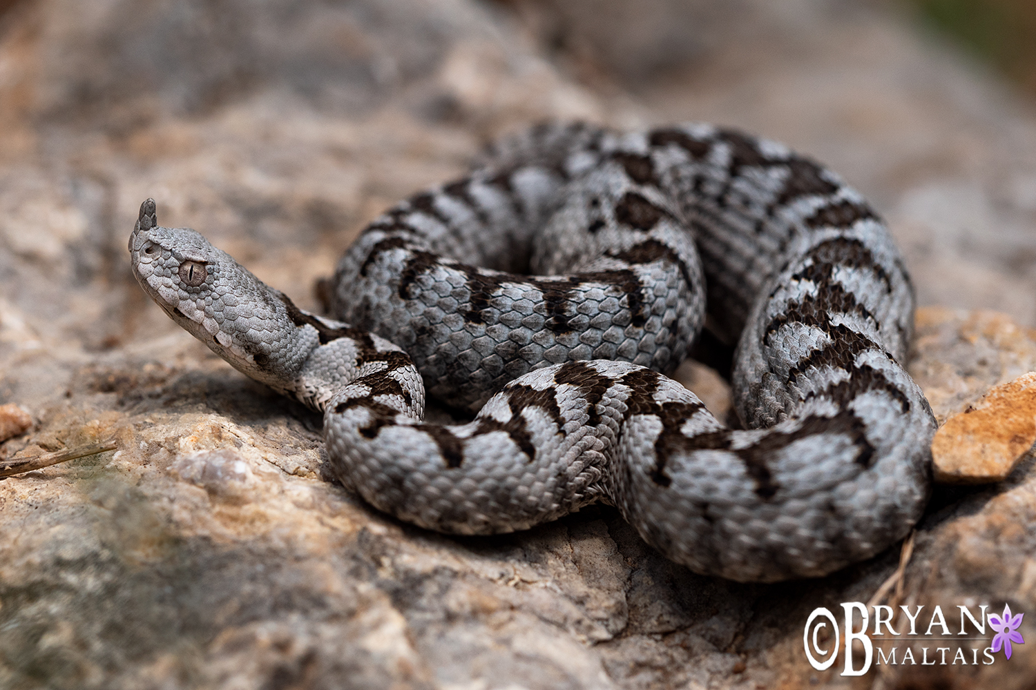 Horned Viper