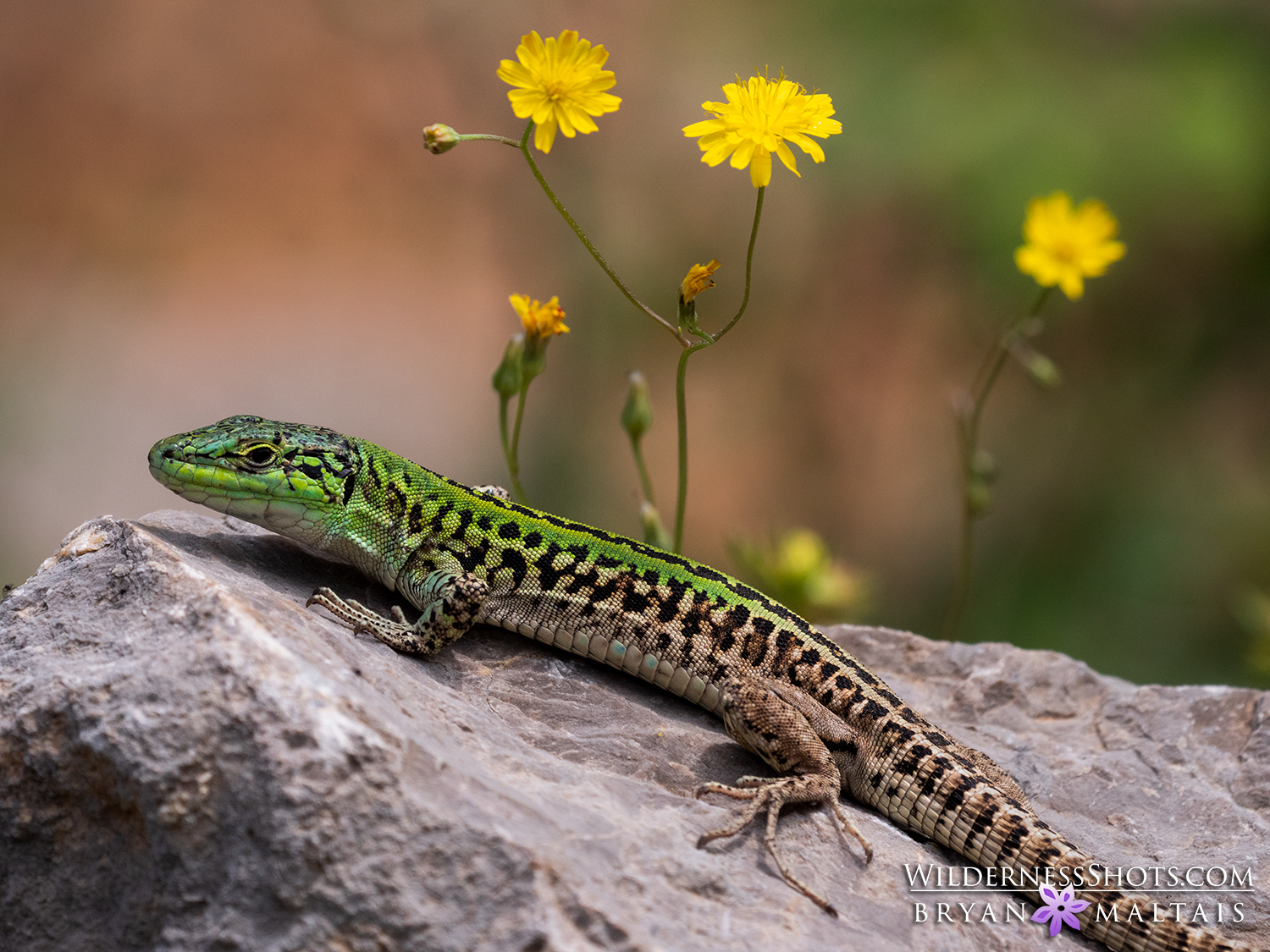 Italian Wall Lizard and Flowers