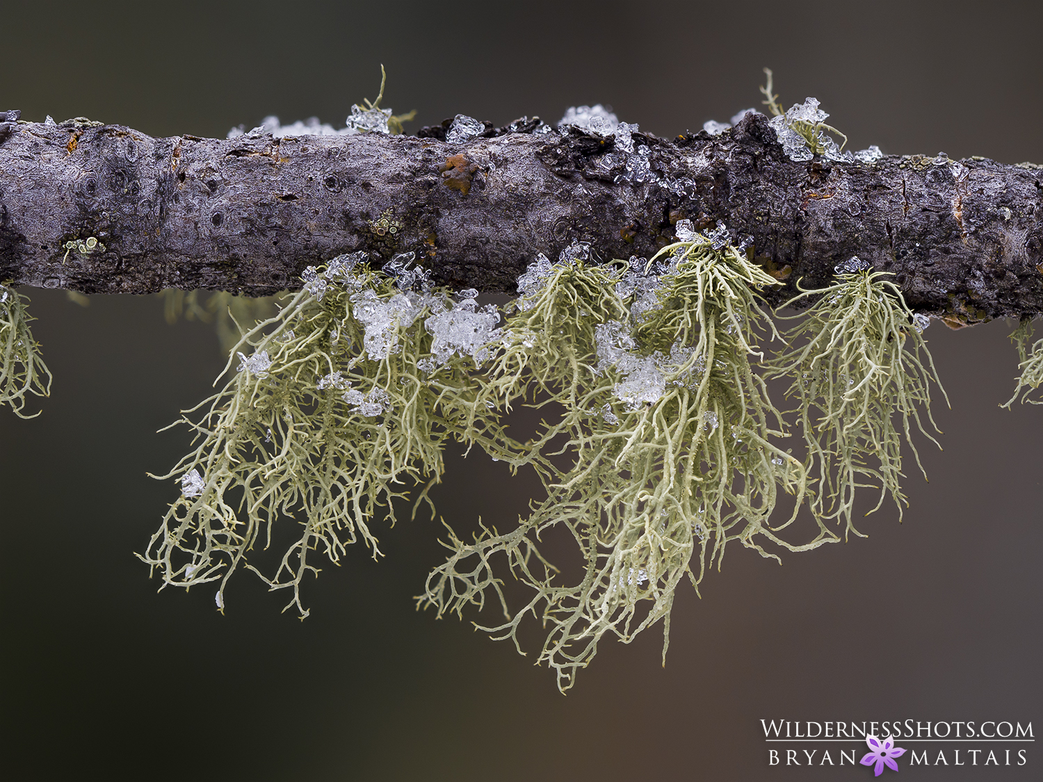 Reindeer Lichen