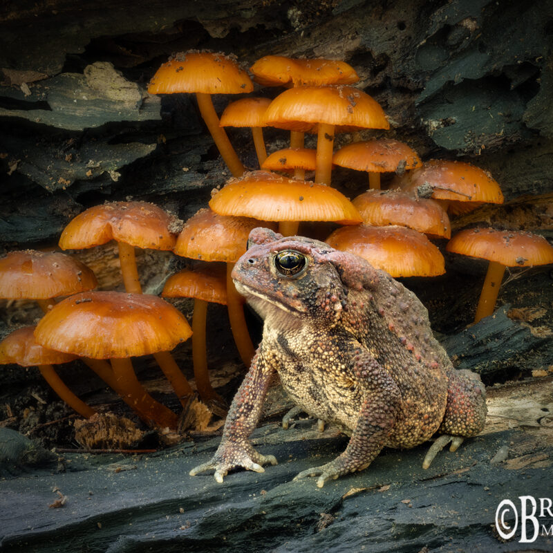 american toad mushrooms missouri