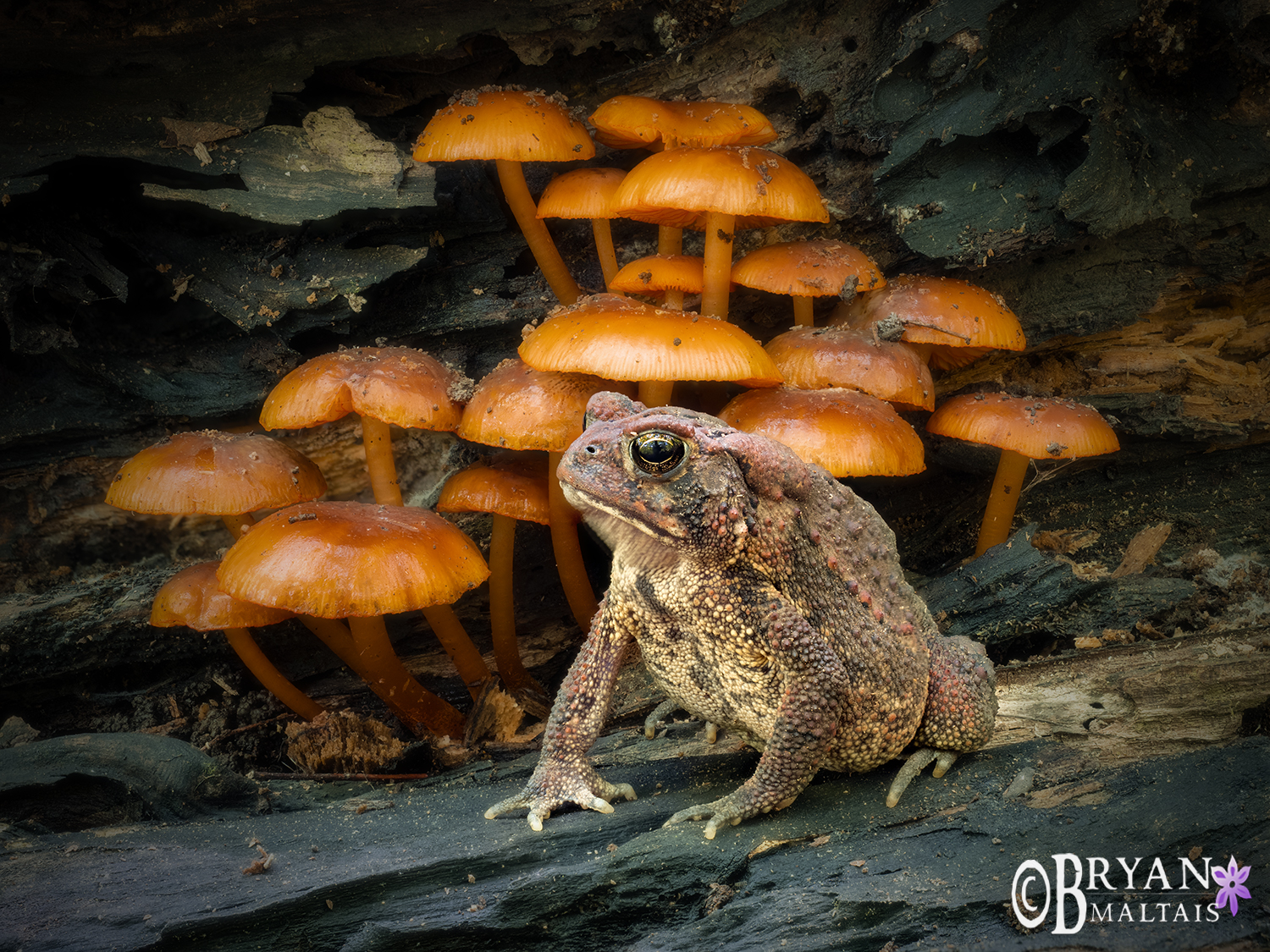 american toad mushrooms missouri