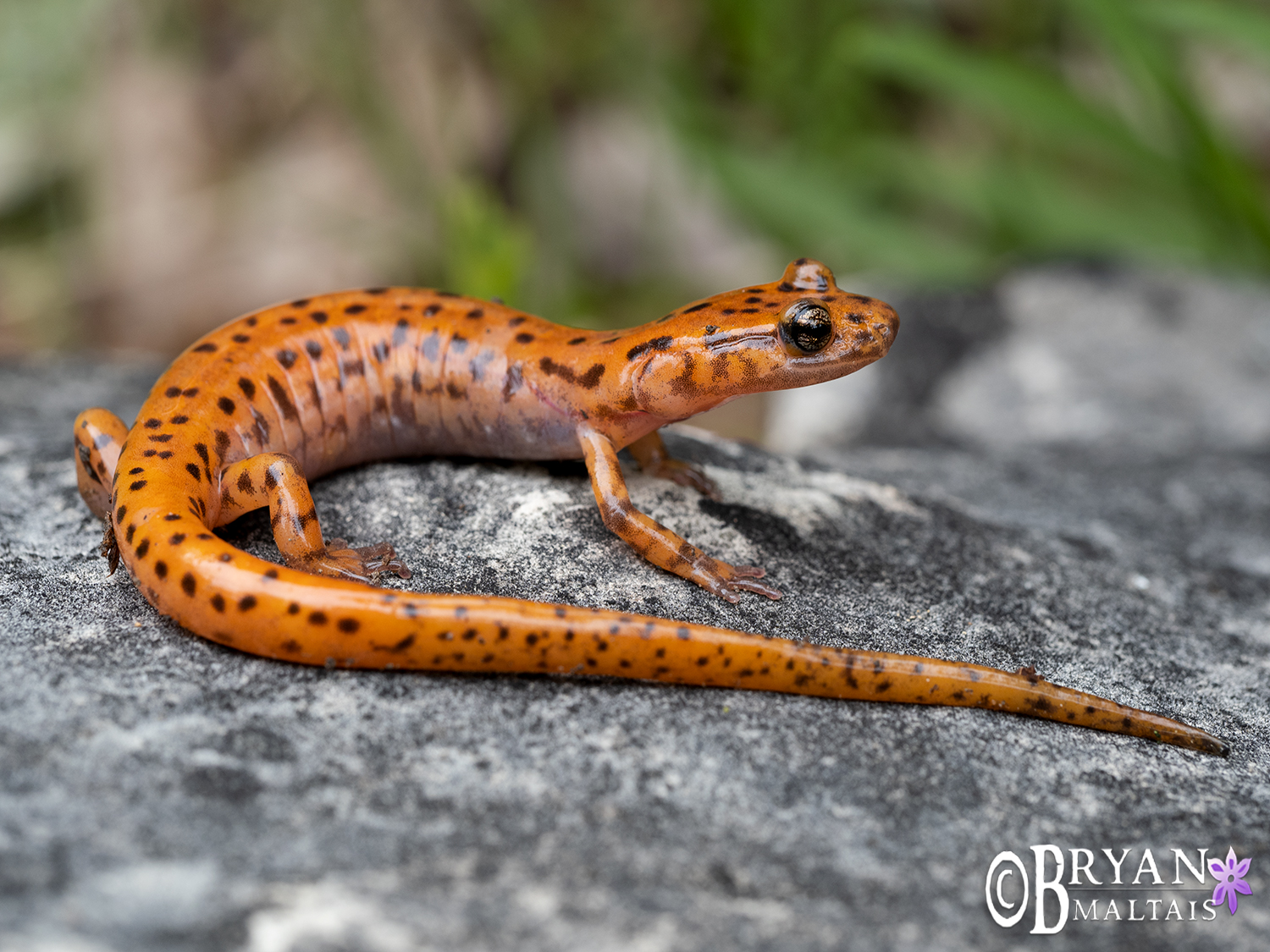 cave salamander forest macro