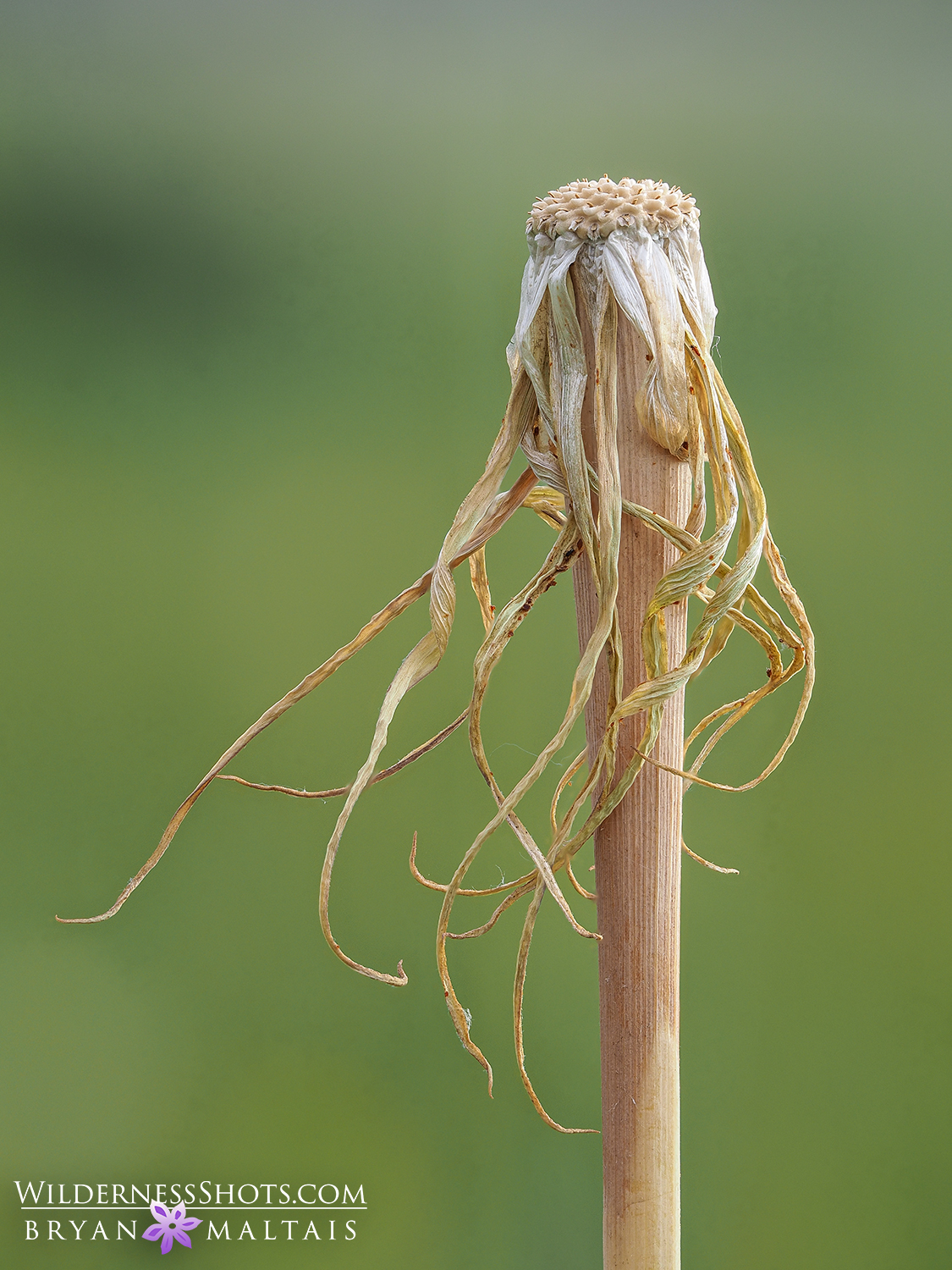 dandelion husk forest macros