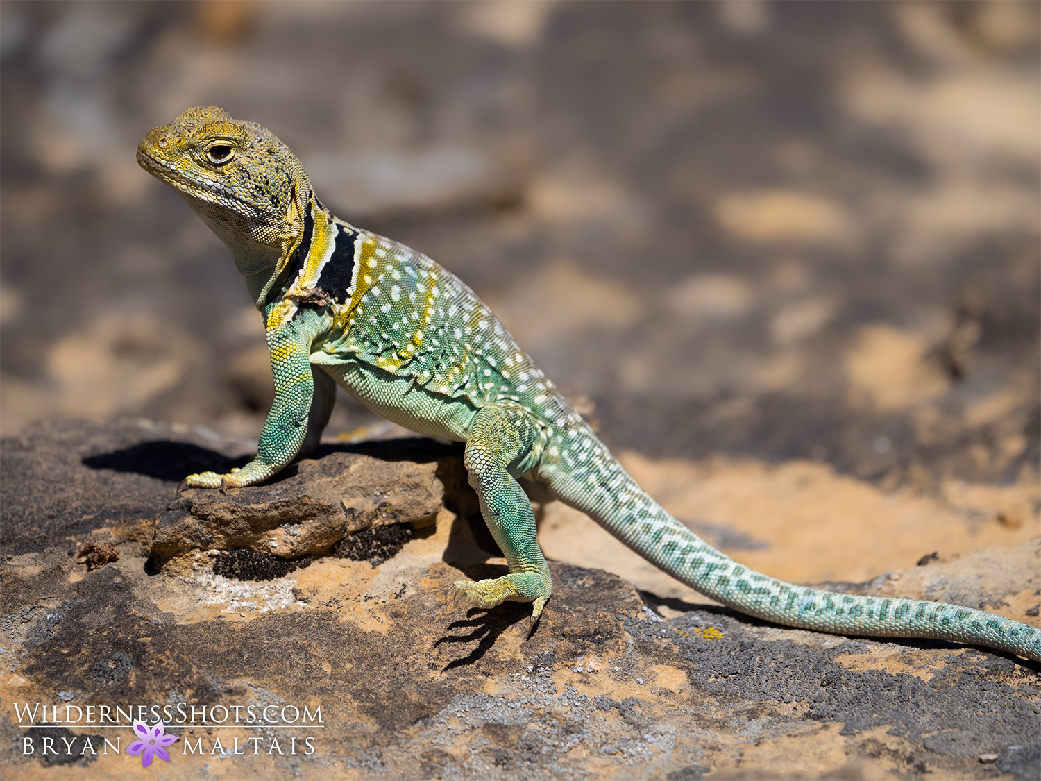 eastern collared lizard colorado horizontal