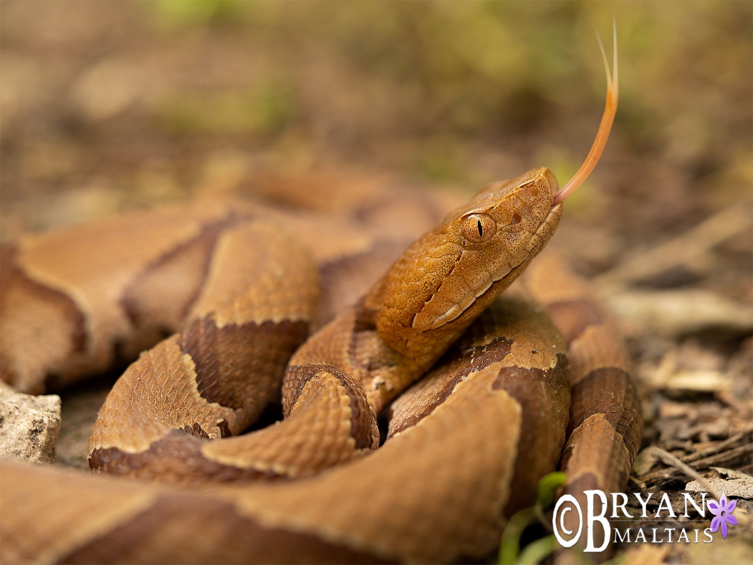 eastern copperhead forest macro