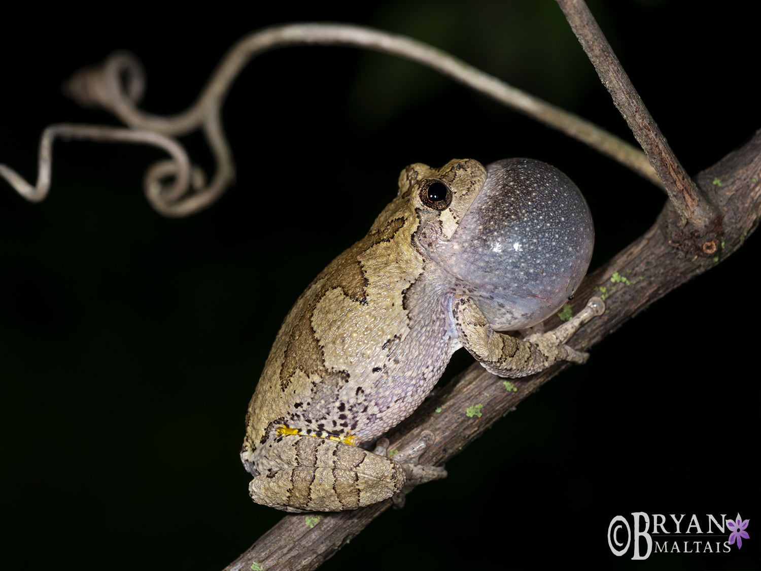 gray treefrog calling missouri