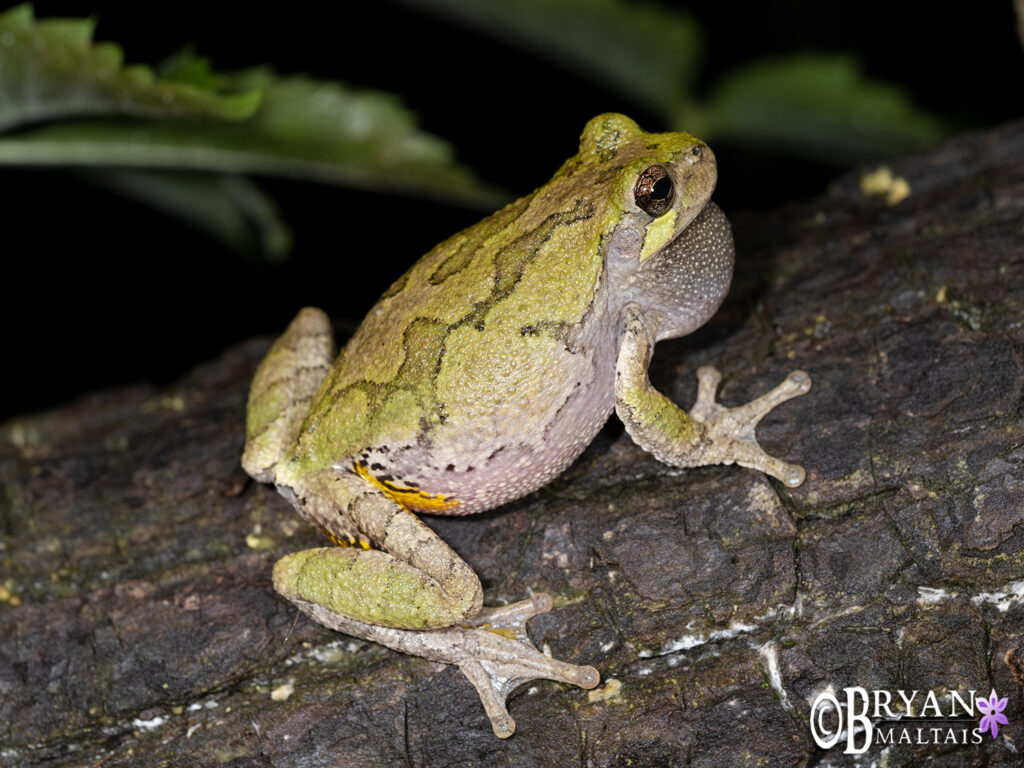 gray treefrog green male missouri