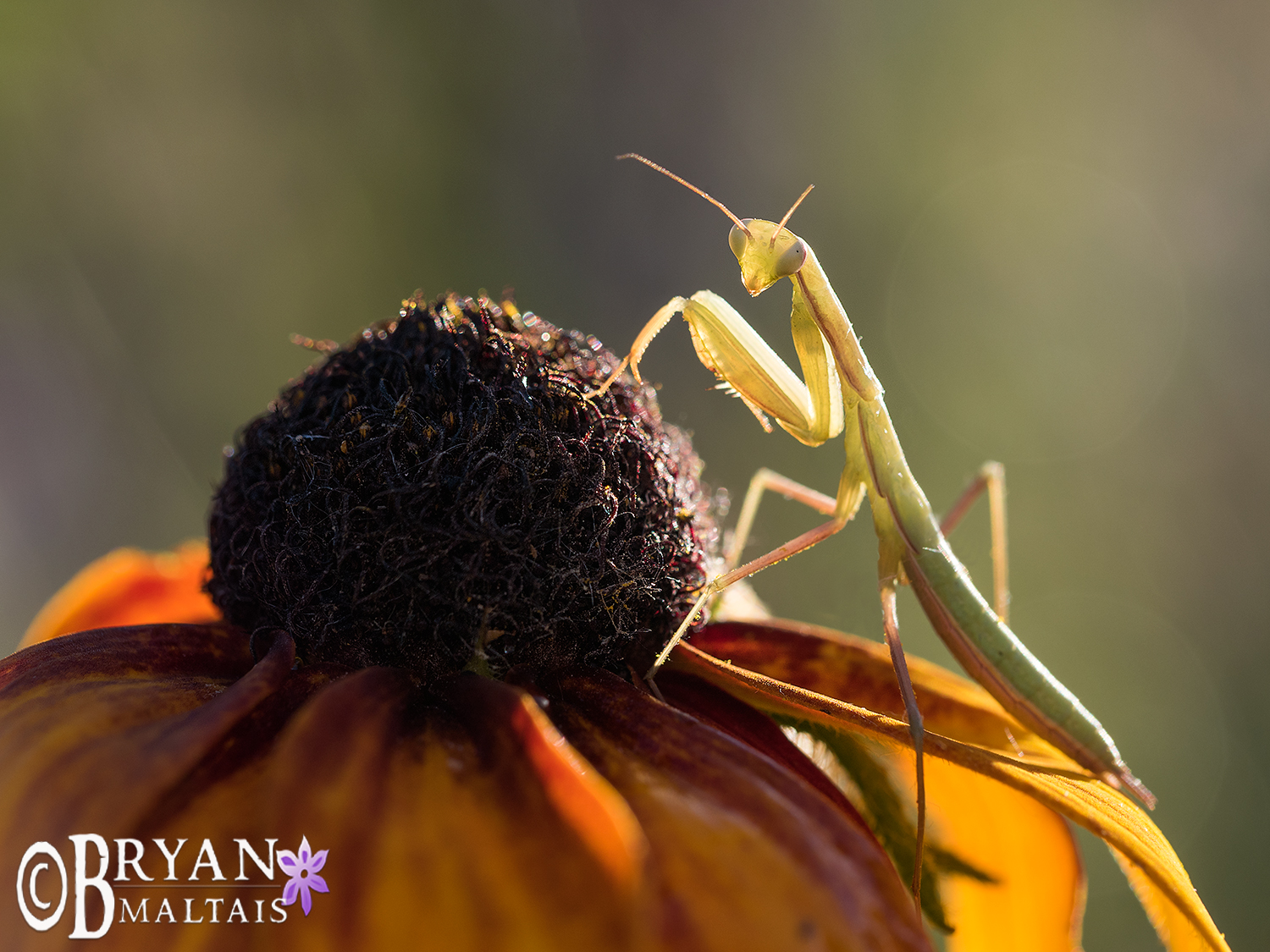 mantis on aster