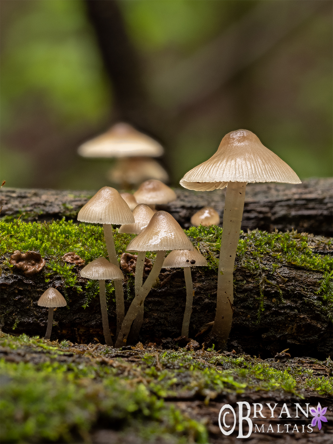 Forest Bonet Mushrooms