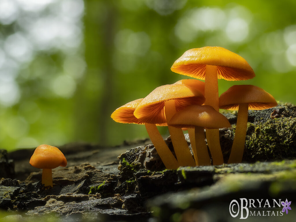 orange mycena mushroom forest macromissouri