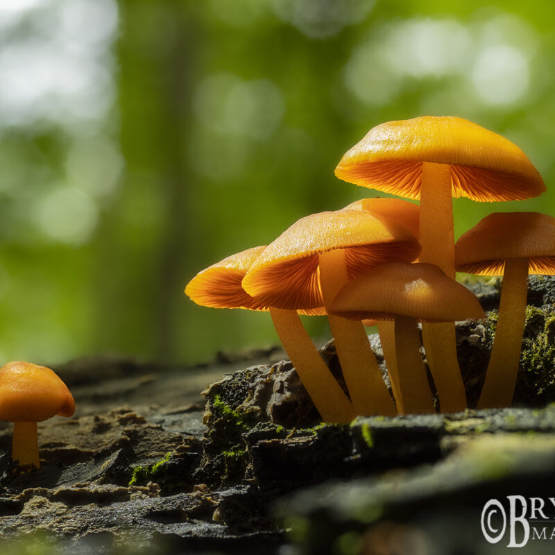 orange mycena mushroom forest macromissouri