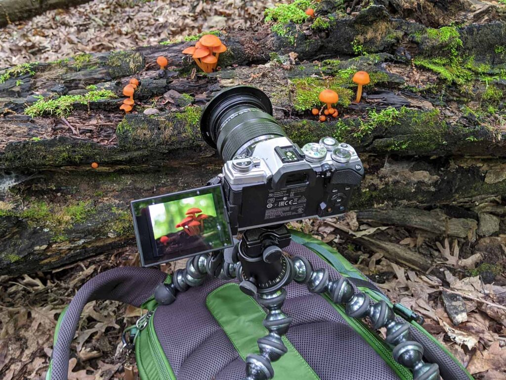 photographing mushrooms in missouri with gorillapod