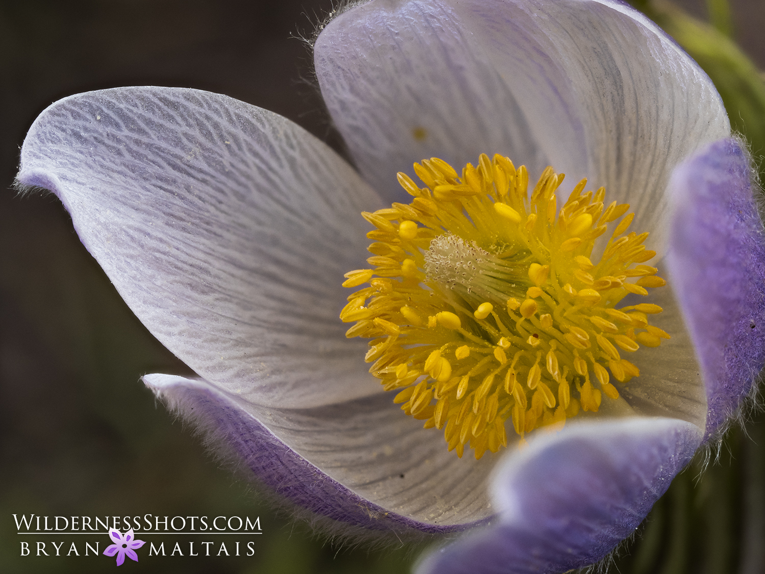 Prairie Pasque Flower