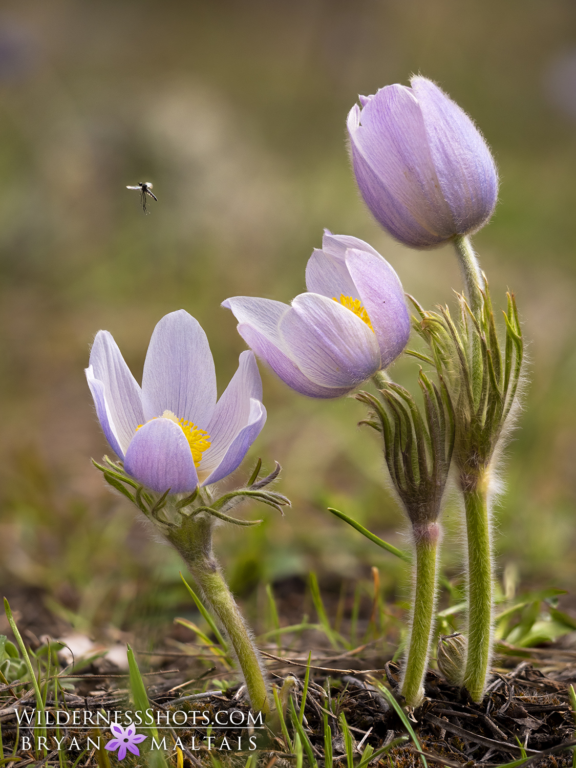 Prairie pasque flowers trio