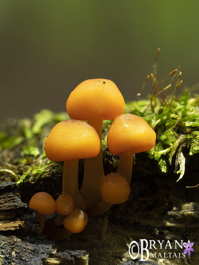Tiny Ornage Mushroom