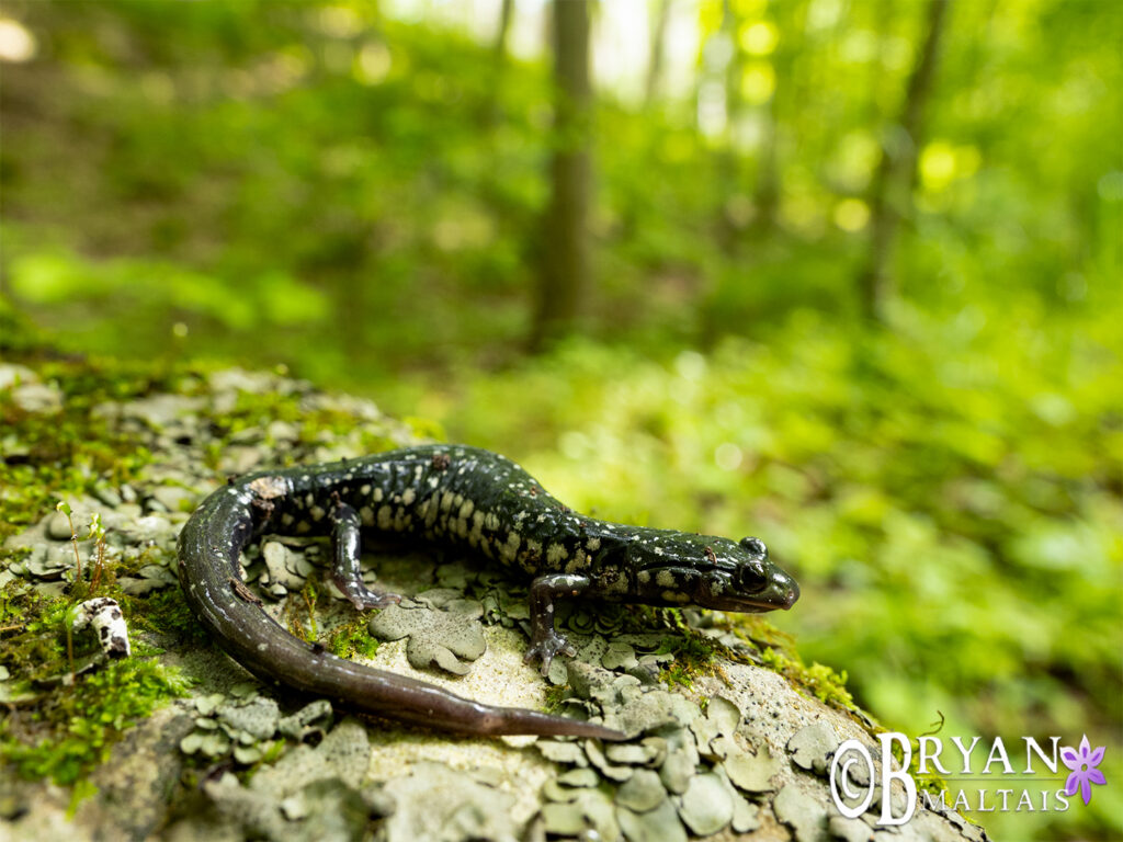 western Slimy Salamander