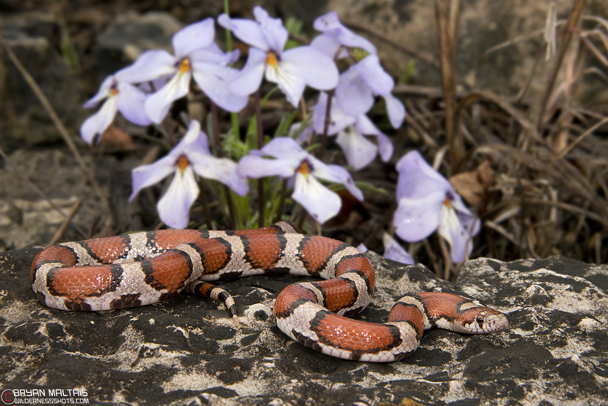 Red Milk Snake Missouri