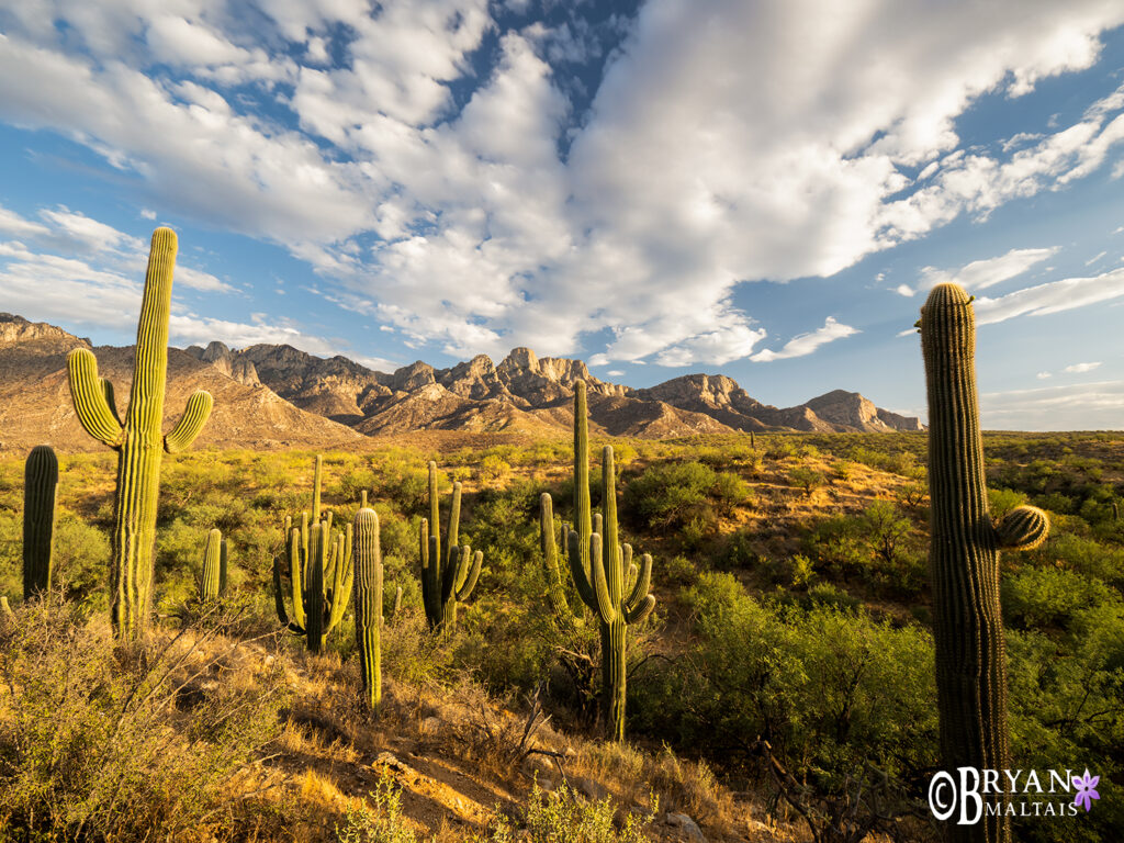 catalina state park arizona landscape photos