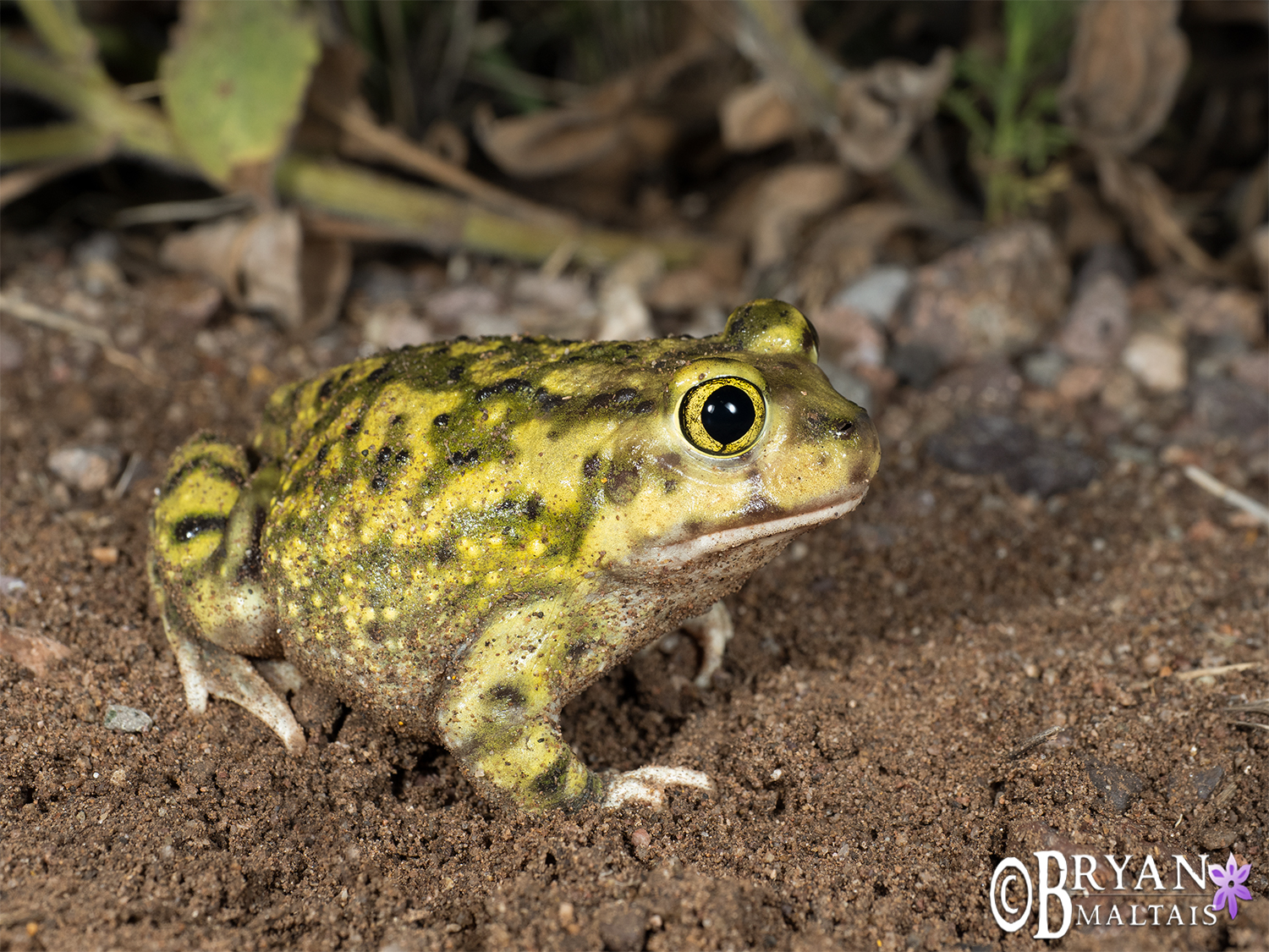 couch's spadefoot toad arizona