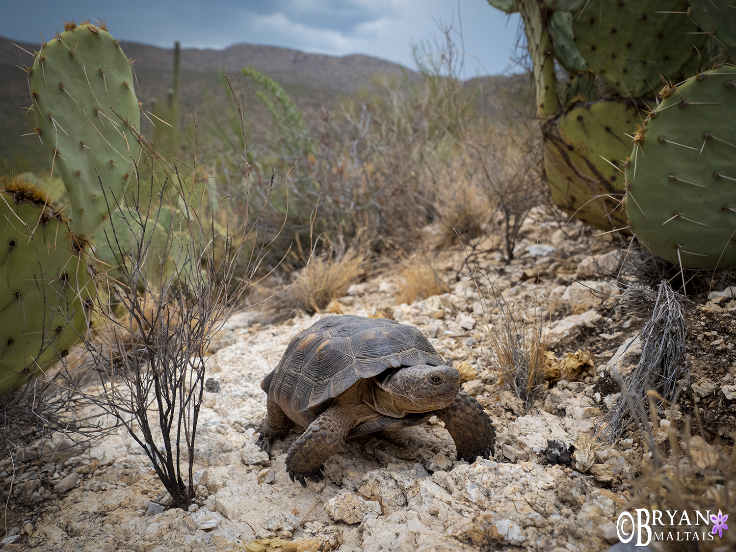 morafkas desert tortoise tucson az