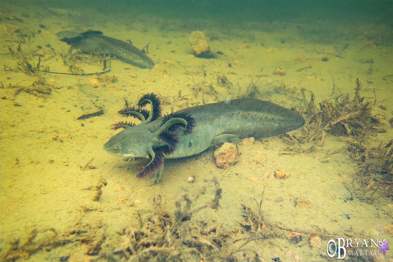 Neotenic Western Tiger Salamander - Wildernessshots Photography