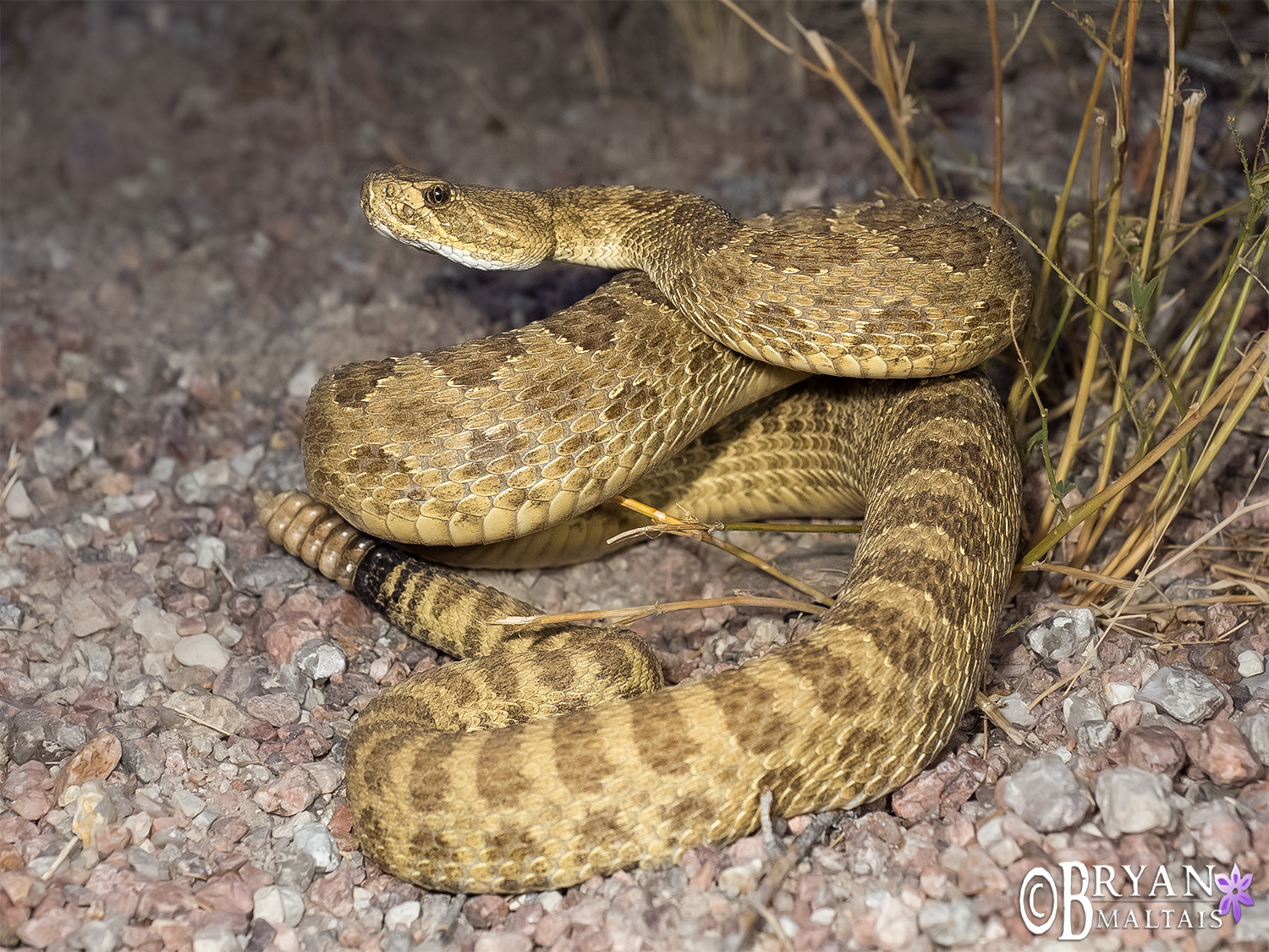 Prairie Rattlesnake Colorado