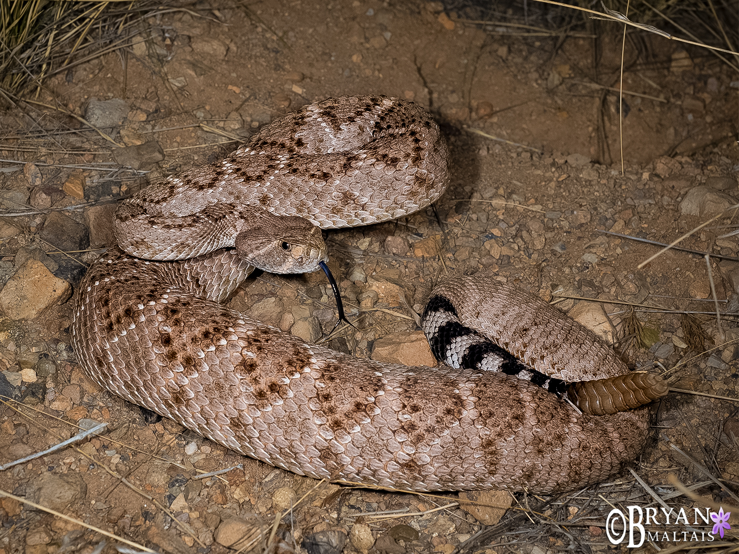 western diamonback rattlesnake az photos