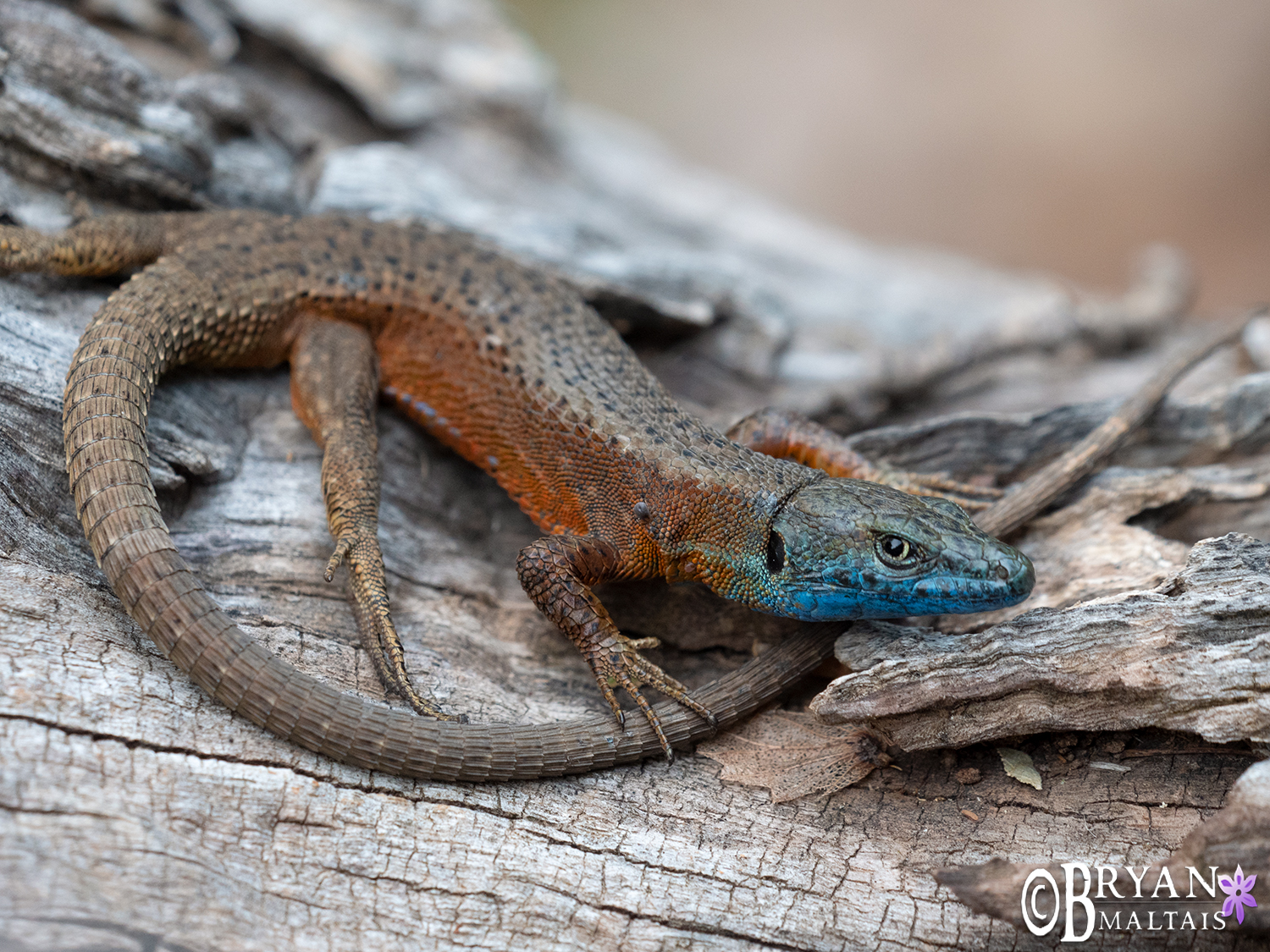 Blue -throated Keeled Lizard Cres Croatia