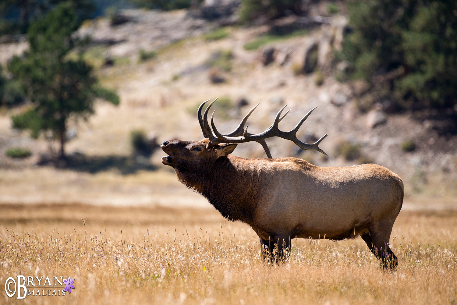Bull Elk Bugling, Colorado