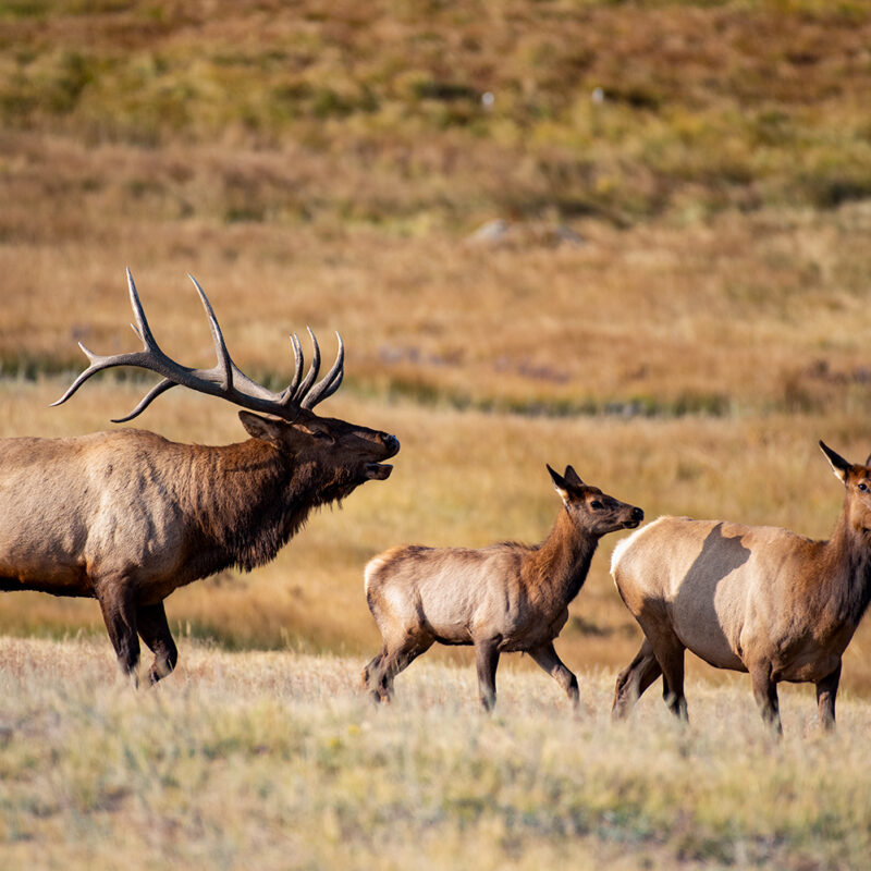 Bull elk bugling to cows colorado photos
