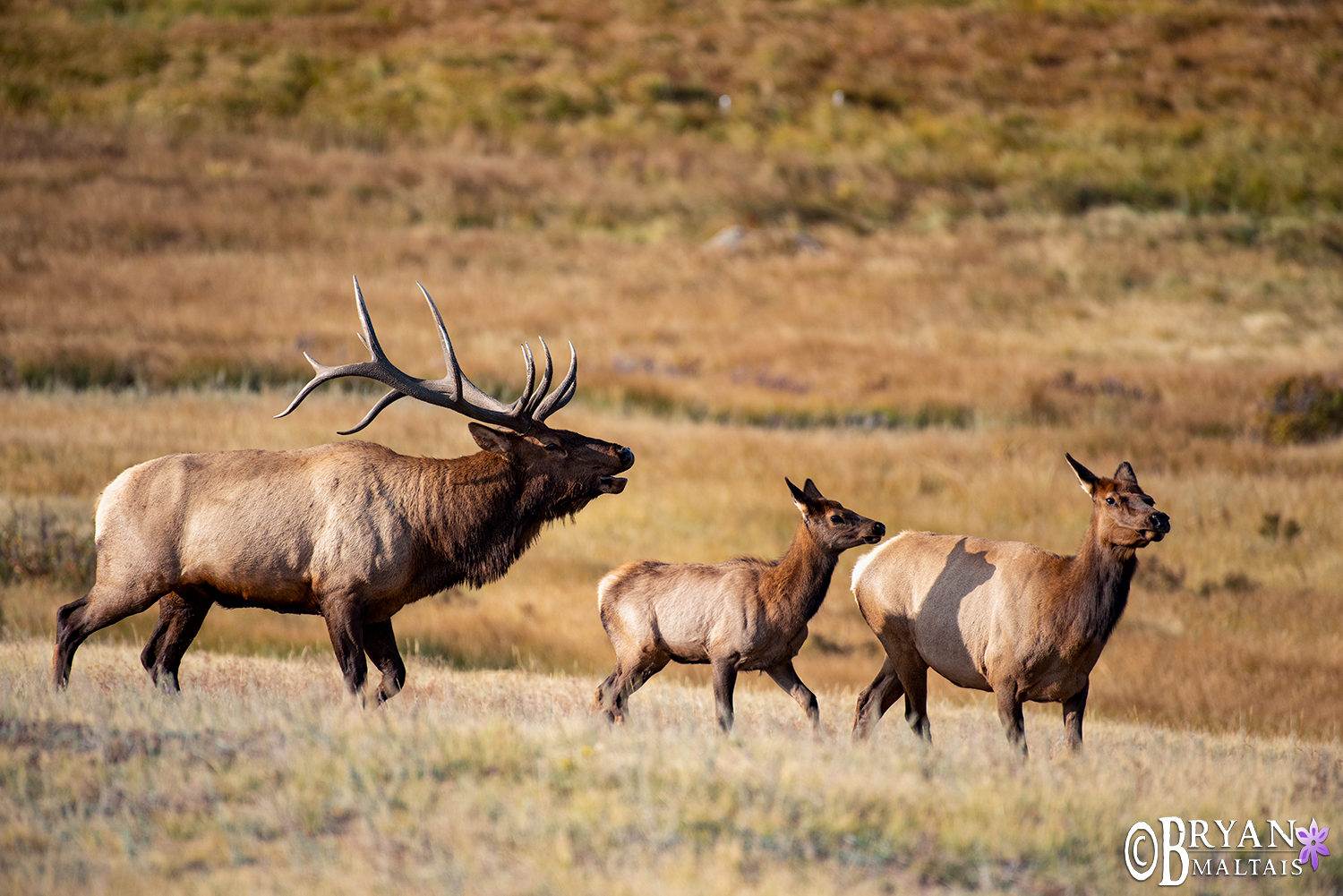 Bull elk bugling to cows colorado photos