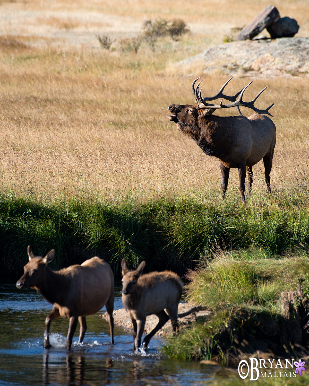 Bull Elk Harem Crossing River