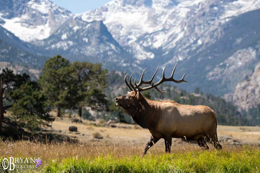 Rocky Mountain Bull Elk Wildernessshots Photography