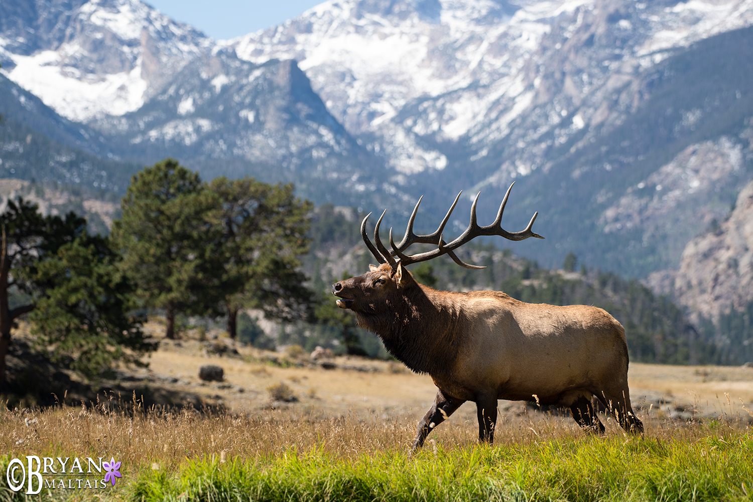 Rocky Mountain Bull Elk