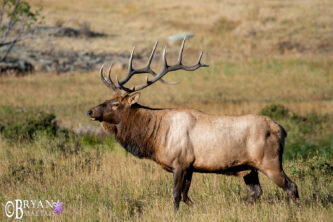 rocky mountain national park elk rut photo workshop 