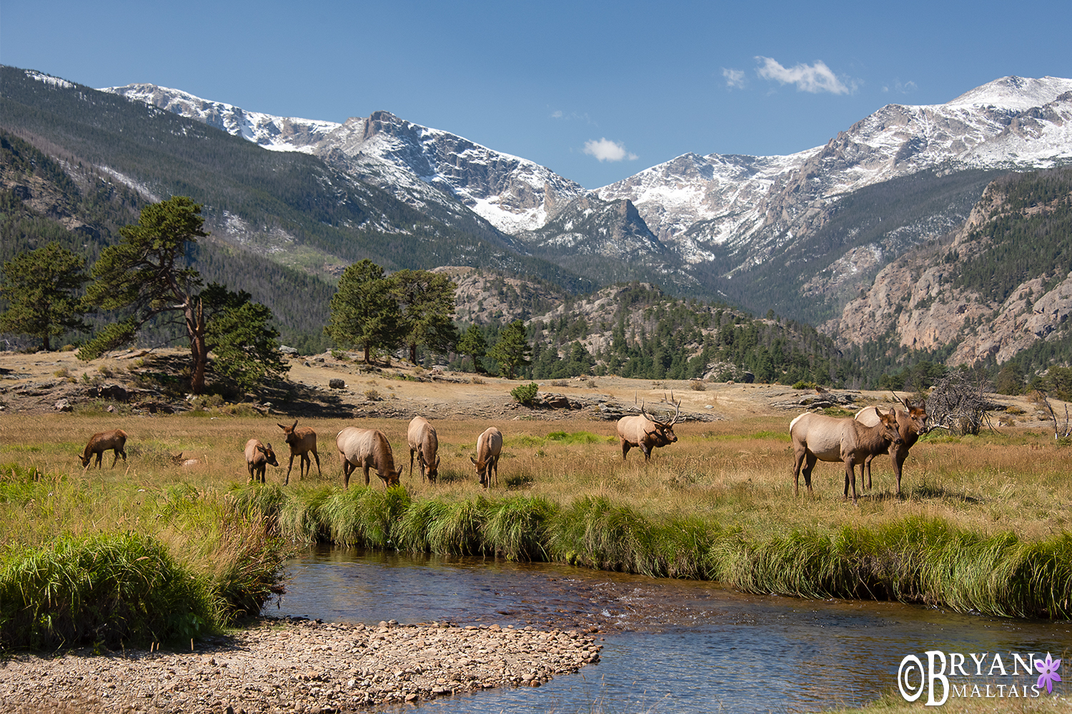 Elk Landscape